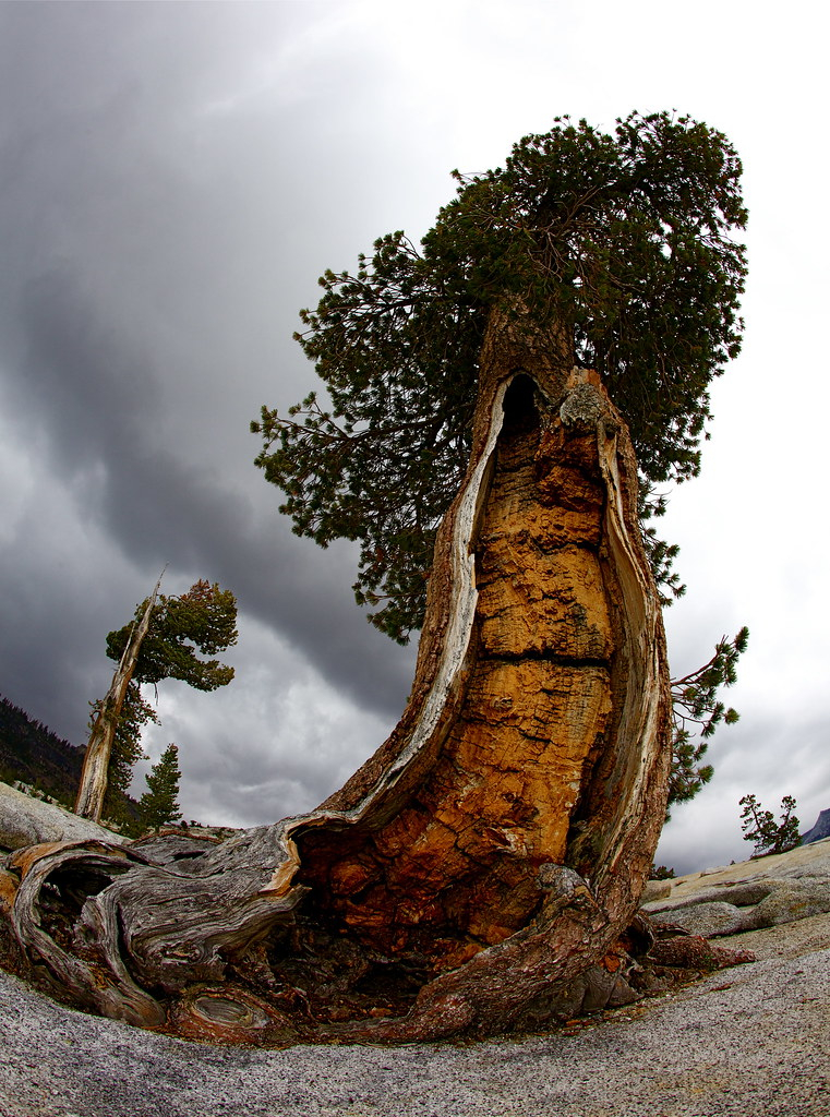 4000 5000 Year Old Bristlecone Pine Yosemite High Country Flickr