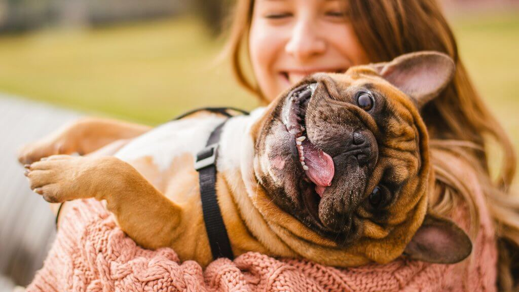 6 Tax Breaks For Pet Owners You Can Actually Get GOBankingRates