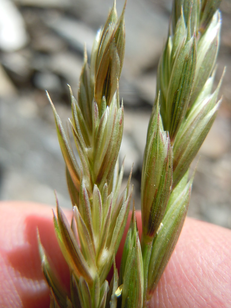 Agropyron Elymus Trachycaulum Slender Wheatgrass Flickr