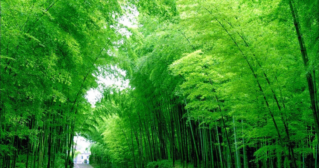 Bamboo Wallpapers Collections Most Beautiful Places In The World 