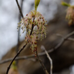 Box Elder Bud Common Box Elder Tree My Trees Of Minnesota Flickr