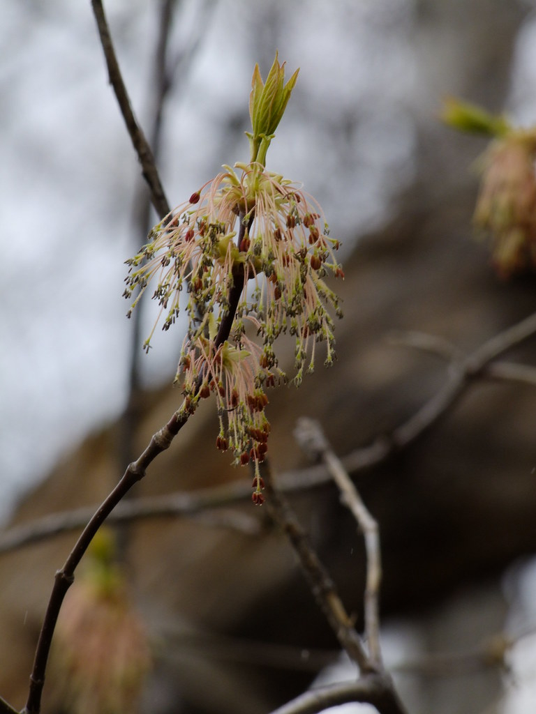 Box Elder Bud Common Box Elder Tree My Trees Of Minnesota Flickr