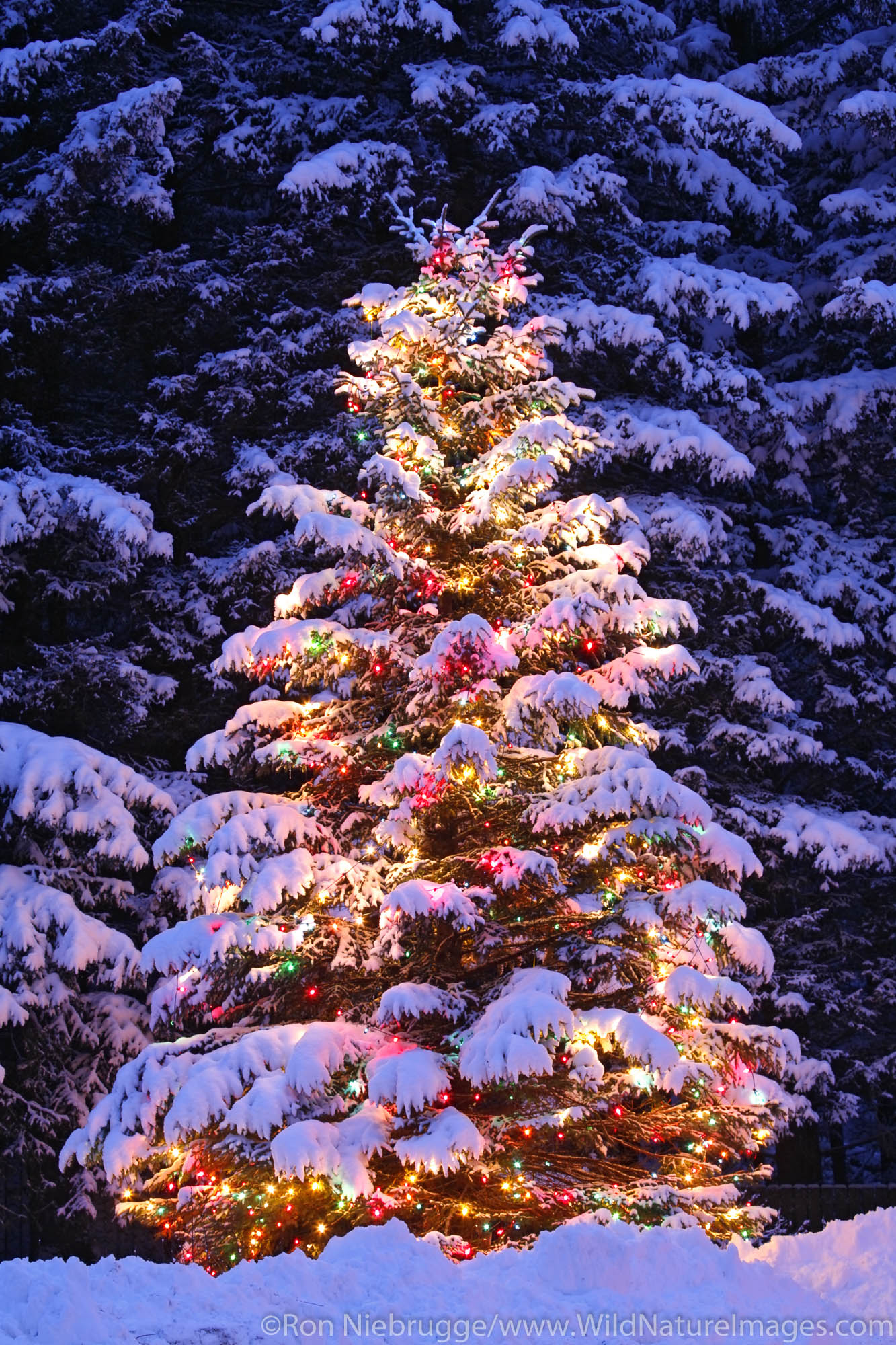 Christmas Tree Photos By Ron Niebrugge