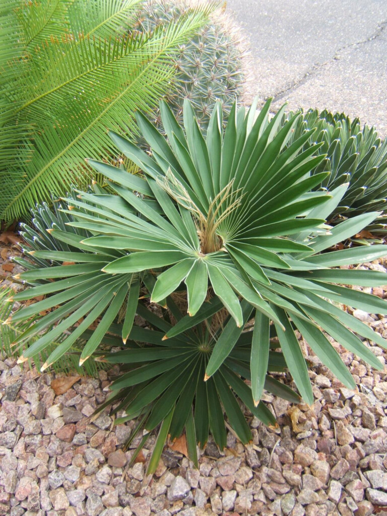 Coccothrinax Borhidiana In The Desert DISCUSSING PALM TREES WORLDWIDE 