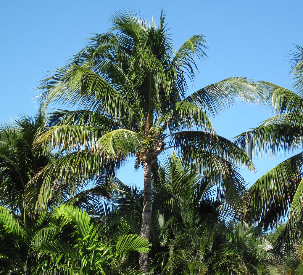 Cocos Nucifera coconut Palm Trees Captiva Island Flori Flickr