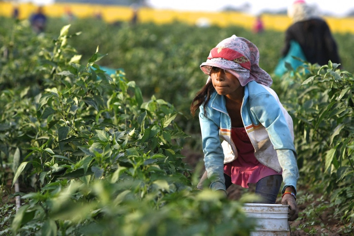 Crops Rot As Massive Farmworker Strike Continues In Baja California