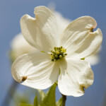 Dogwood North Carolina s State Flower This Is Our State Flickr