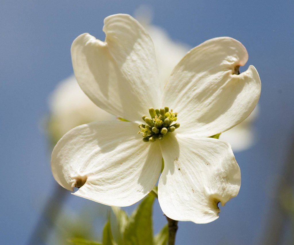 Dogwood North Carolina s State Flower This Is Our State Flickr