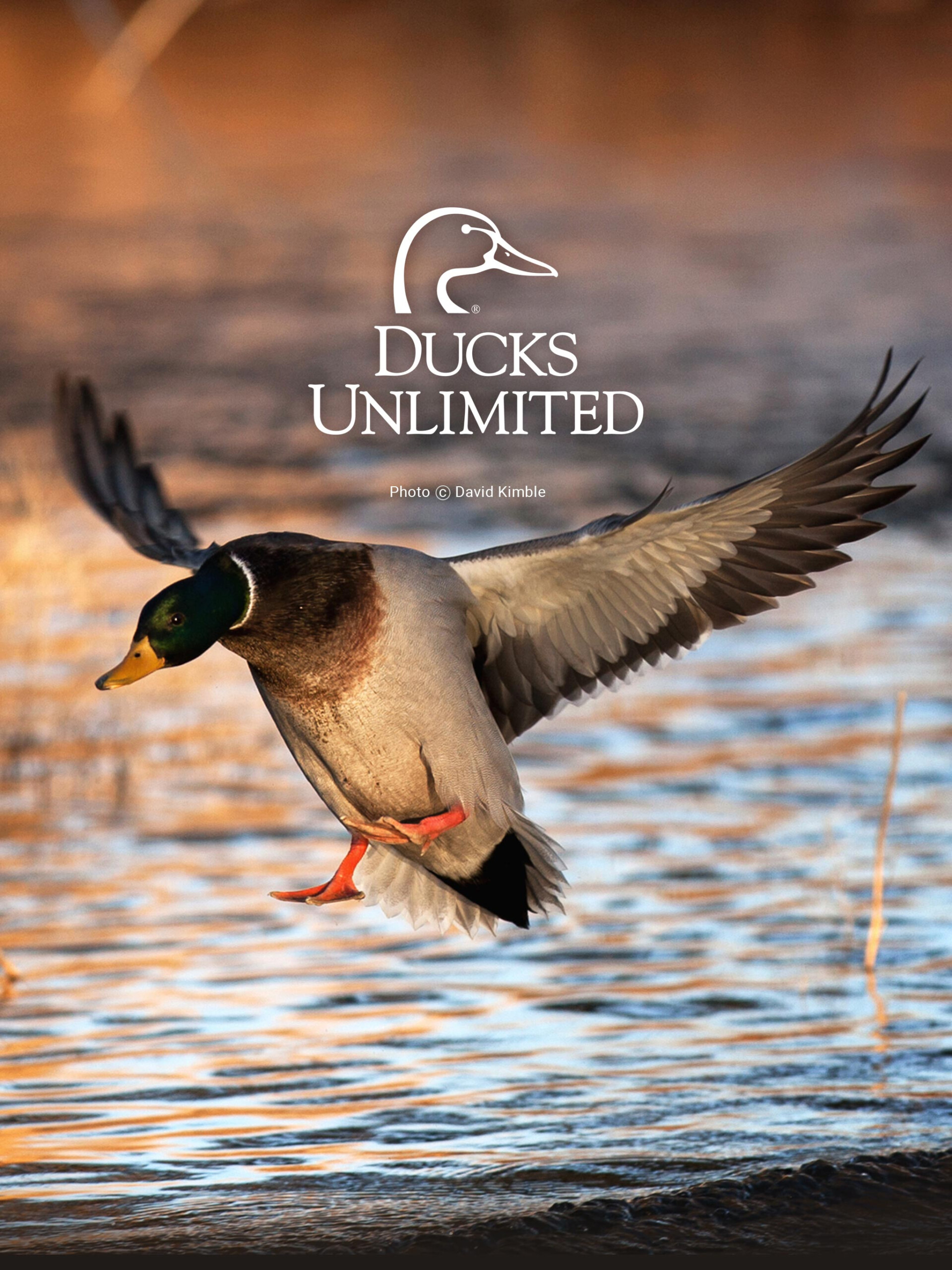 Ducks Unlimited Mobile Wallpaper