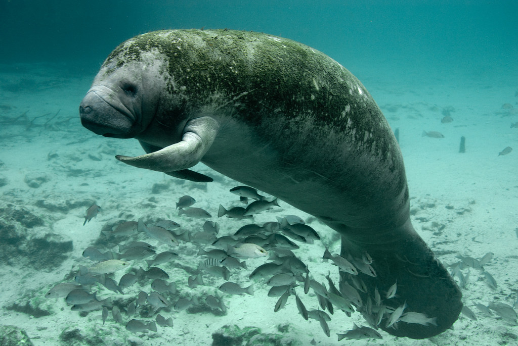 Endangered Florida Manatee Trichechus Manatus Photo Cred Flickr