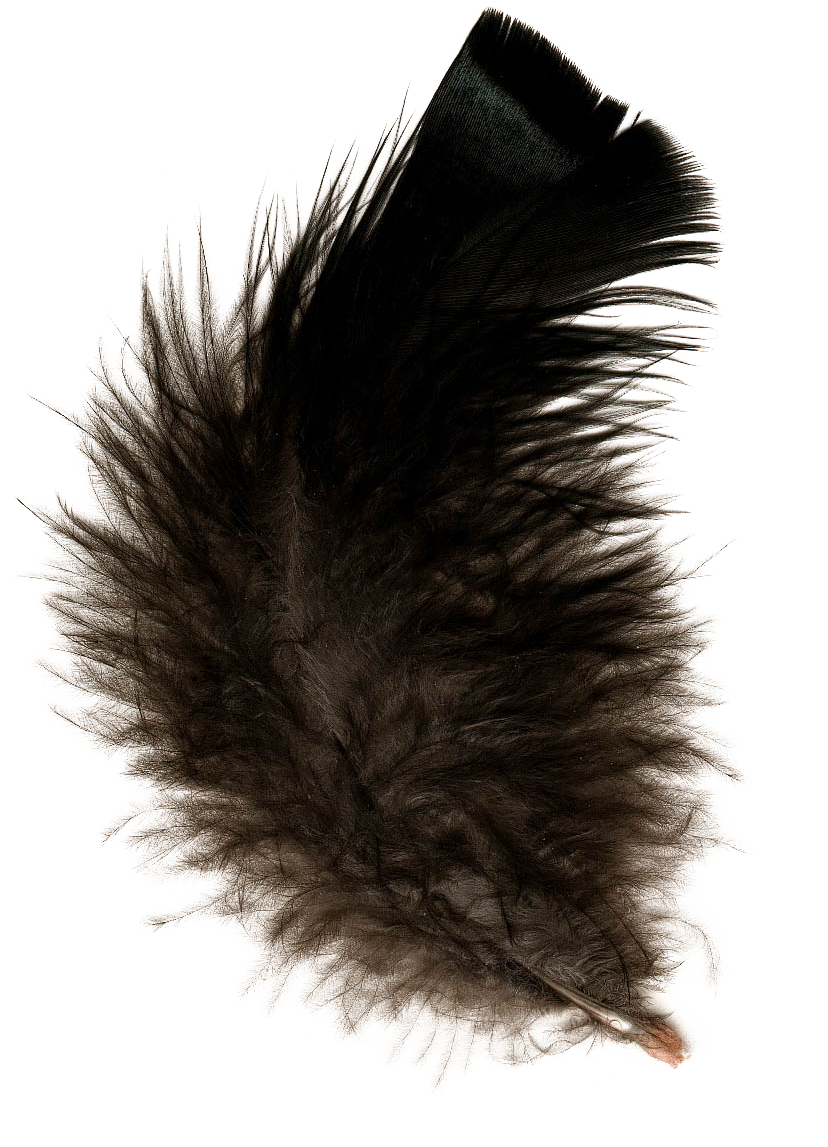 Feather PNG