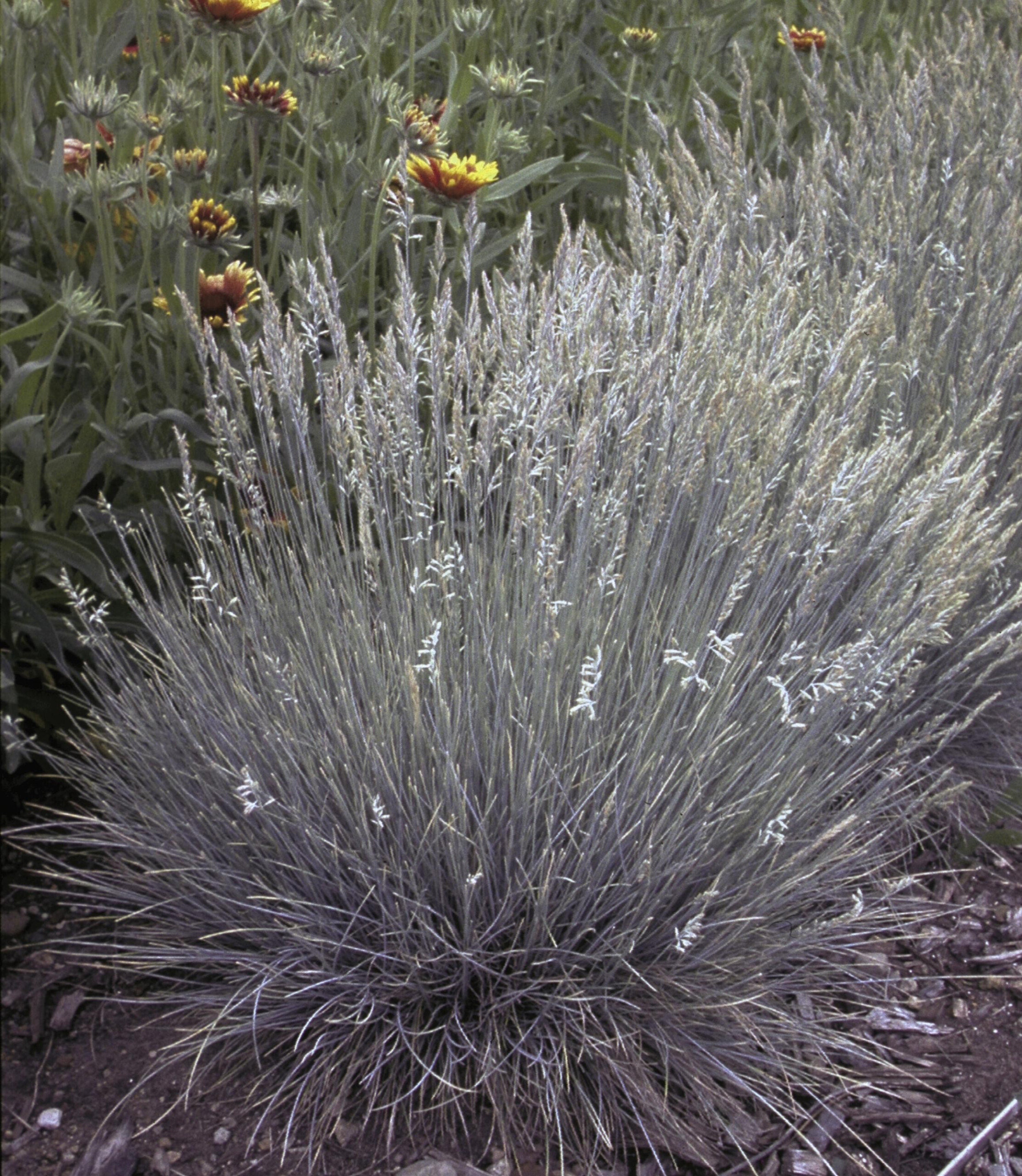 Fescue Boulder Blue TheTreeFarm