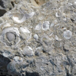 Fossiliferous Limestone Tertiary Florida USA 1 Flickr