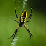 Garden Spider Facts Control Get Rid Of Garden Spiders