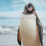Gentoo Penguin Poses On Rock Neko Harbour Antarctica Windows 10