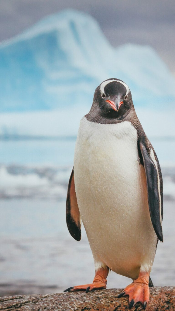 Gentoo Penguin Poses On Rock Neko Harbour Antarctica Windows 10 