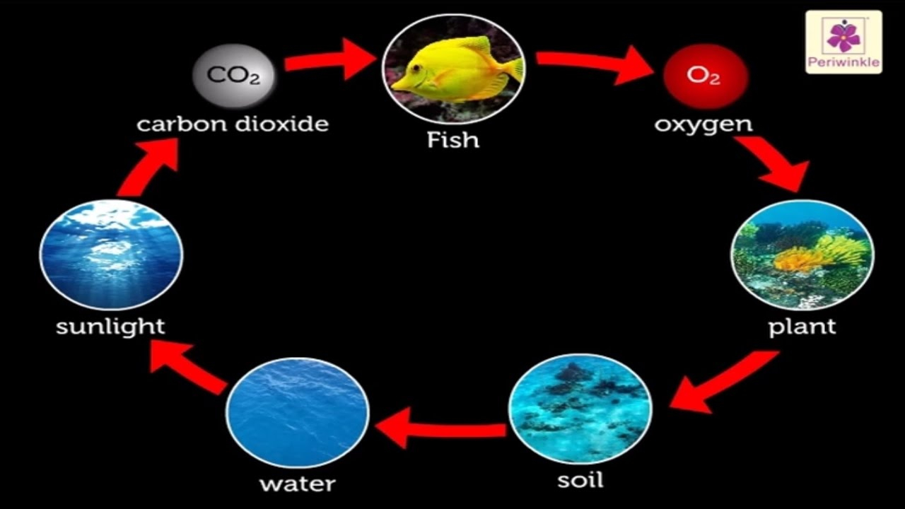 Interdependence Of Living Non Living Things Environmental Studies 