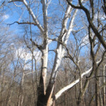Kentucky s Largest American Sycamore Glasgow Ky An Ame Flickr