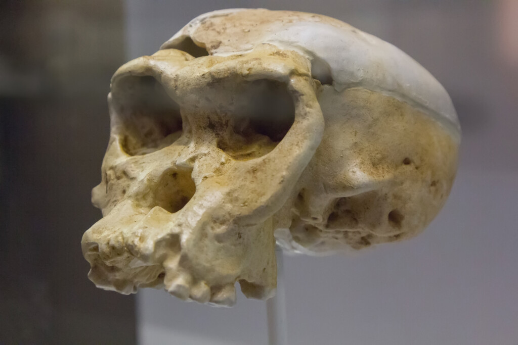 New Study Finds A Group Of Neanderthals Contributed A Lot Of DNA To 