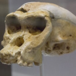 New Study Finds A Group Of Neanderthals Contributed A Lot Of DNA To