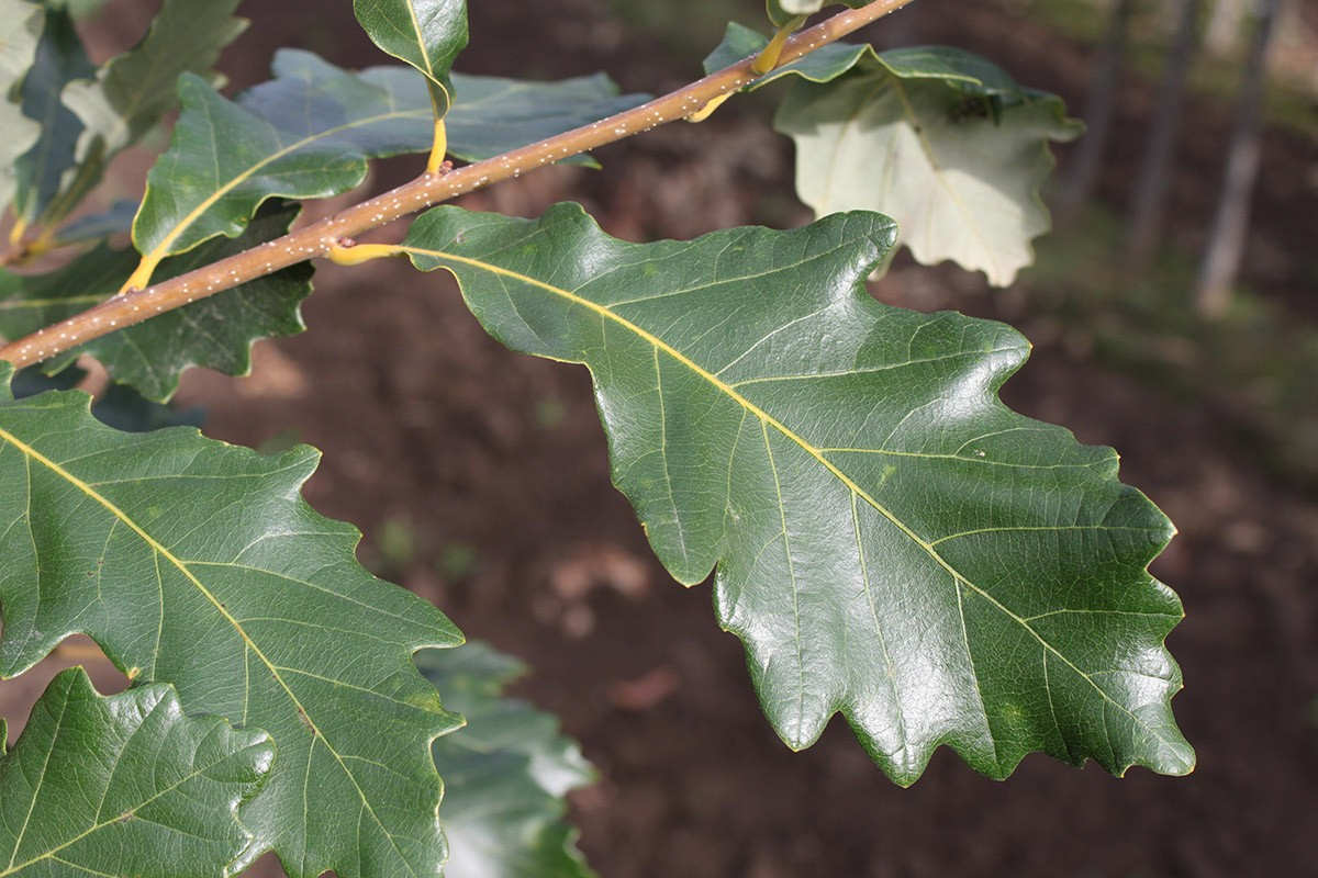 Oak Heritage TheTreeFarm