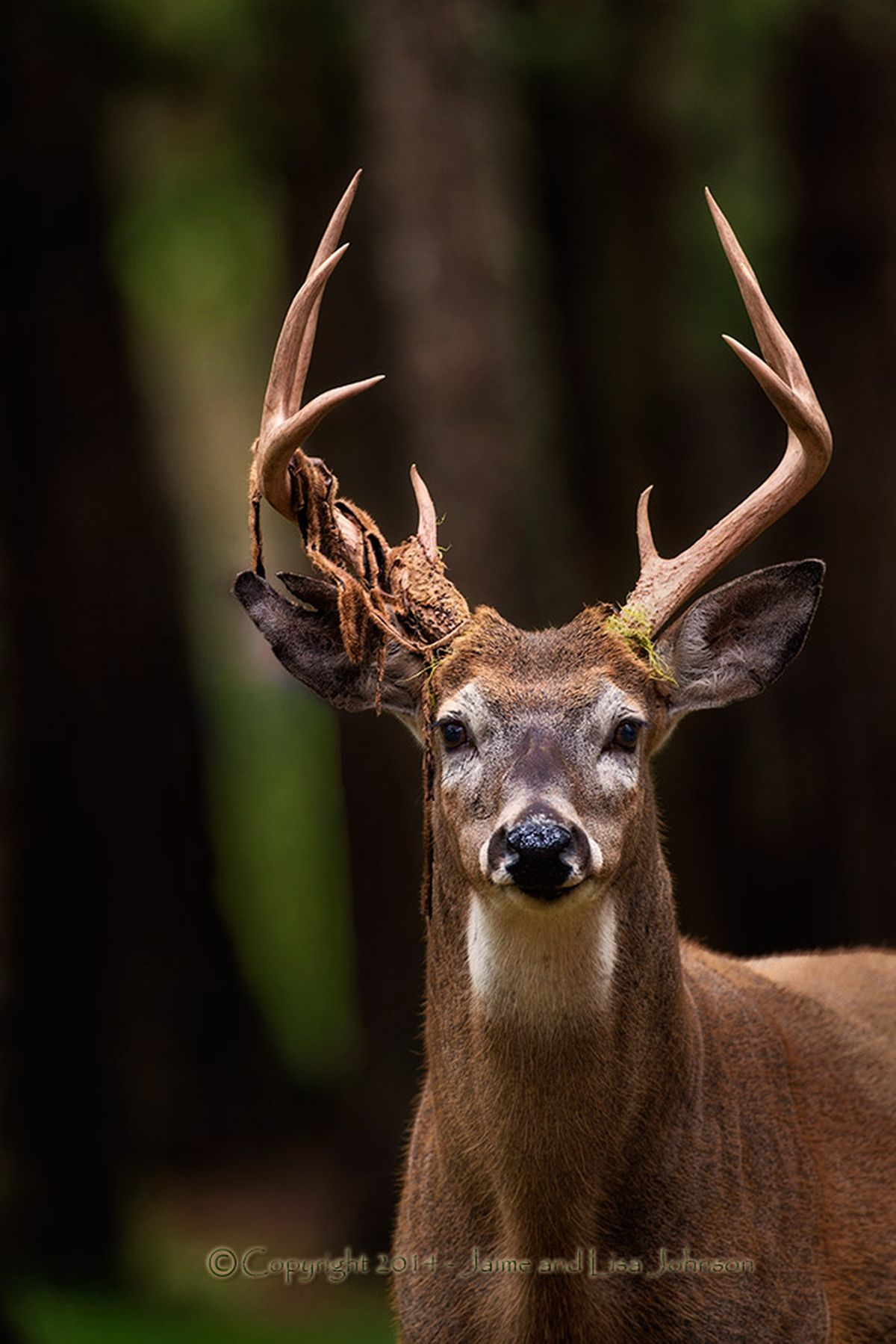 Photos Bucks And Bulls In Prime Condition This Week The Spokesman Review