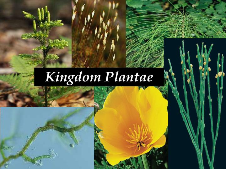 PPT Kingdom Plantae PowerPoint Presentation Free Download ID 5230571
