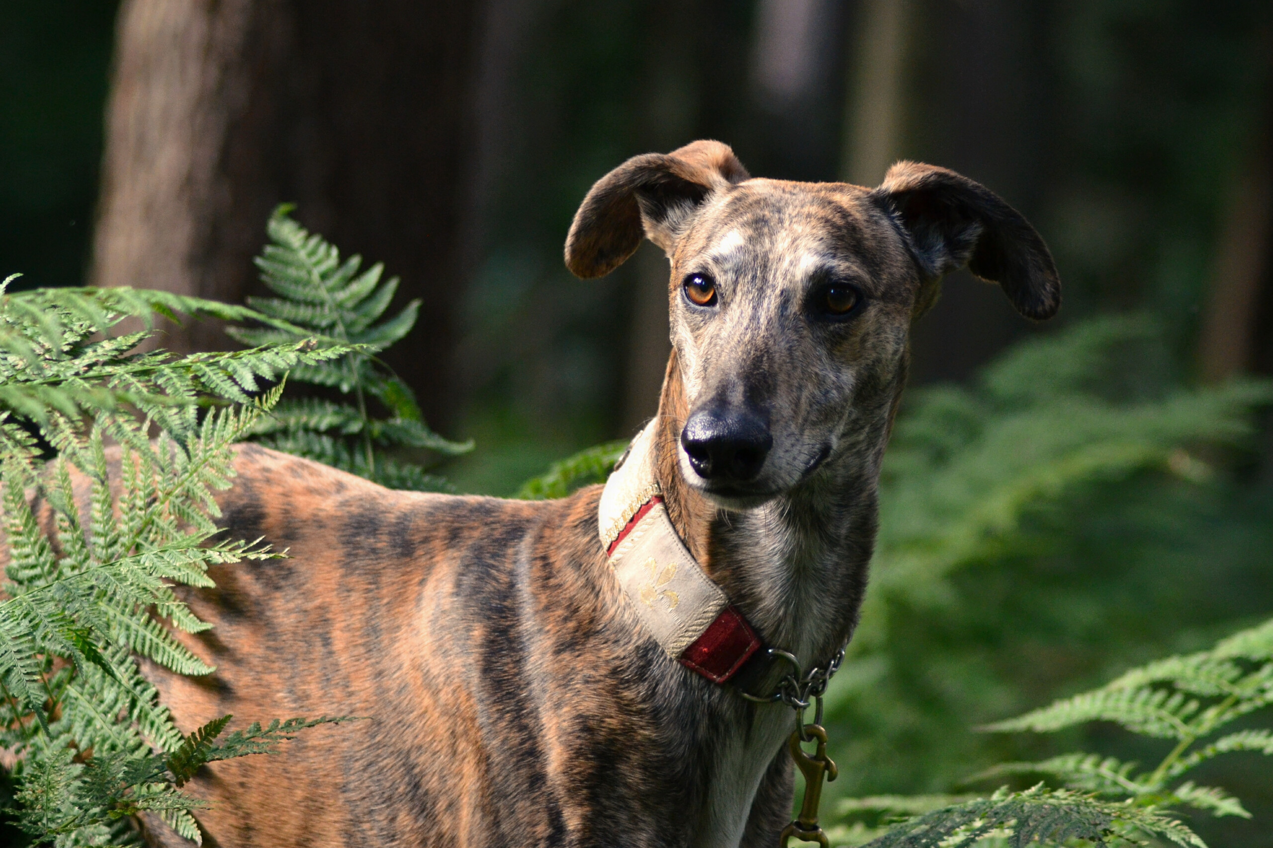 Spanish Galgo Rescued From Spain Diagnosed With Leishmania Texas A M