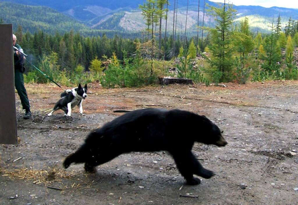 State s First Karelian Bear Dog Retiring After 12 Years The Spokesman 