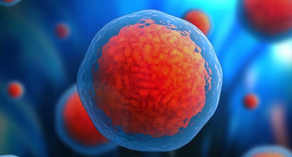 Stem Cell The Definitive Guide Biology Dictionary