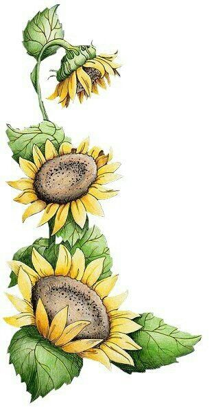 Sunflower Sunflower Drawing Flower Drawing Sunflower Art