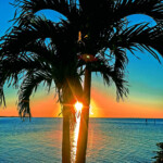 Sunset Through Palm Tree Tampa Bay Florida IMRAN Flickr