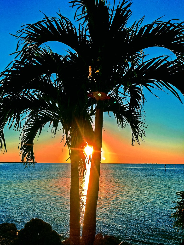 Sunset Through Palm Tree Tampa Bay Florida IMRAN Flickr