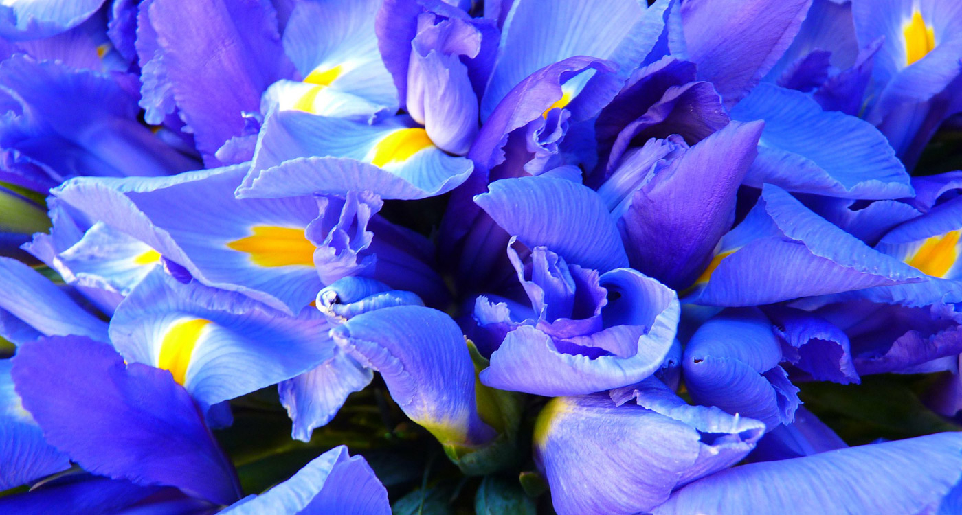 Tennessee State Flower The Iris ProFlowers Blog